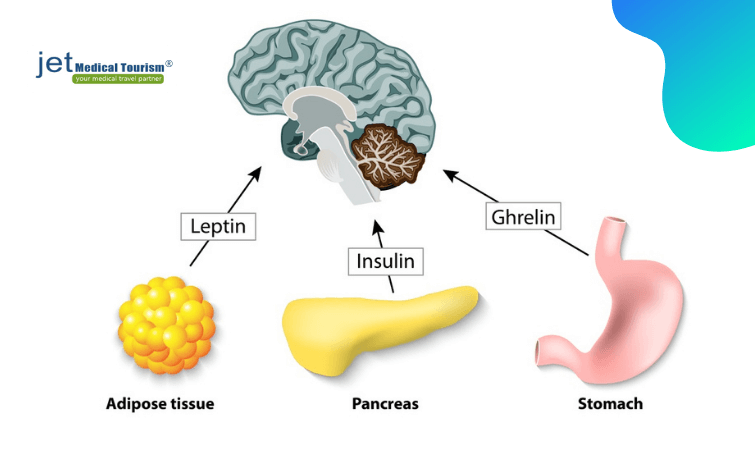 Function of ghrenlin